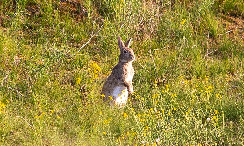 Kaninchen in den ersten Sonnenstrahlen