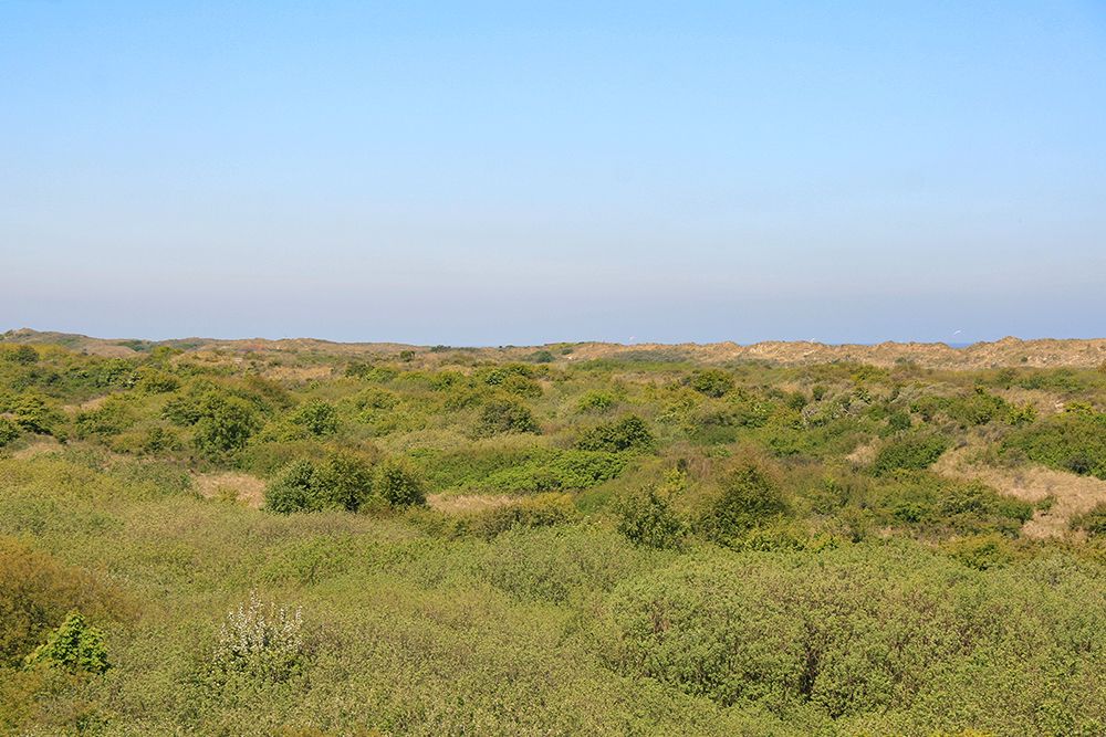 Blick über die Dünen Richtung Meer